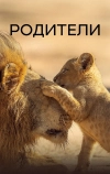 Родители